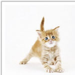 Смешные, забавные, милые фотографии кошек(3)