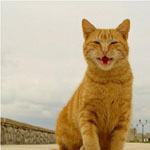 Смешные, забавные, милые фотографии кошек(4)